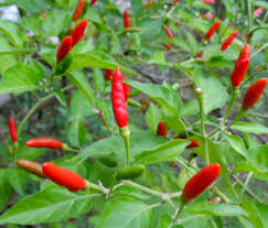 Thai Hot Chili Pepper Seeds – For Planting