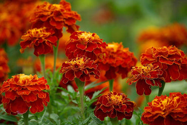 African Marigold Seeds for planting Red and yellow