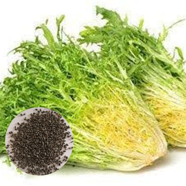 Semillas de achicoria - Semillas de verduras para jardín en casa