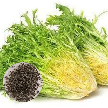 Semillas de achicoria - Semillas de verduras para jardín en casa