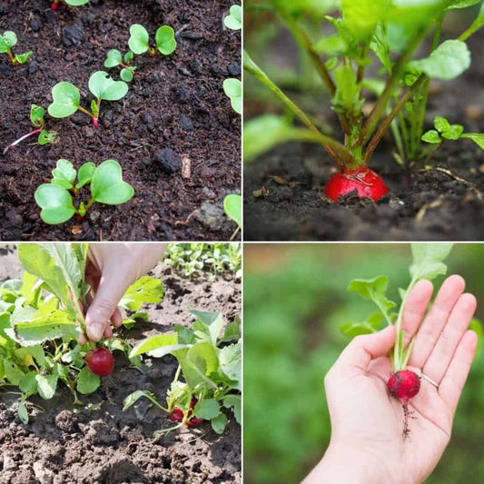Multicolor Radish Seeds for Planting