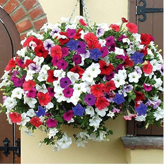 Petunia Flower Seeds for Planting