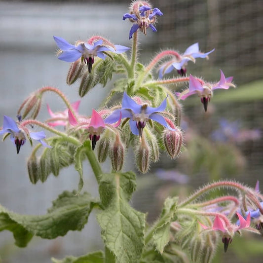 Borage Flower Seeds – Blue & Pink for Planting