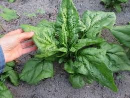 High Germination Spinach Seeds for Indoor & Outdoor Planting