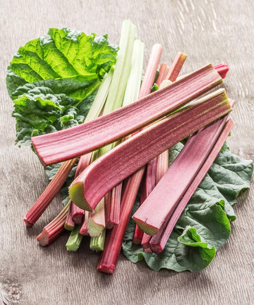 Graines de rhubarbe - Cultivez des légumes dans votre jardin à la maison