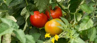 Tomato Seed Collection for Planting – Heirloom, Non-GMO, High Yield, Harvest Variety