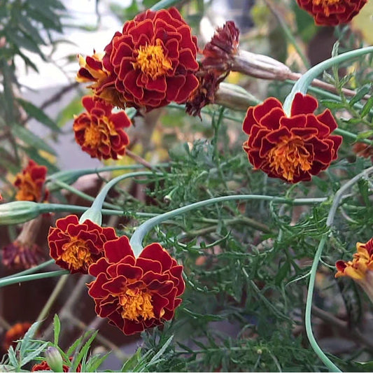African Marigold Seeds for planting Red and yellow