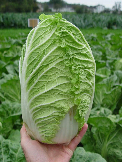 Cabbage Seeds for Planting Chinees Napa Lettuce seeds