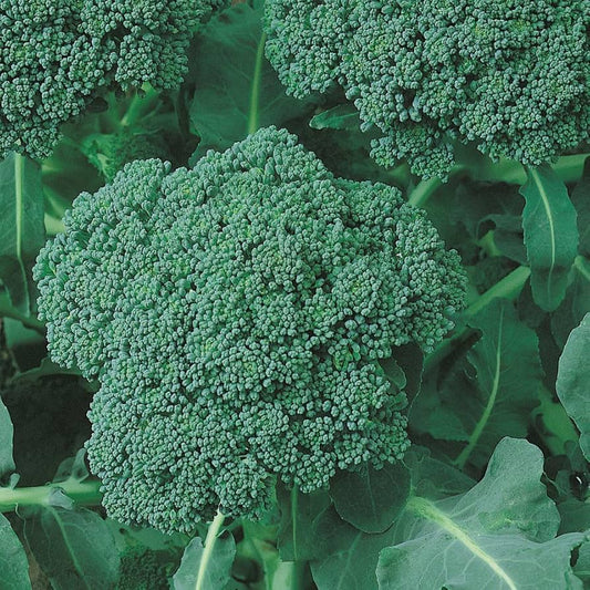 Semi di broccoli – Varietà Calabrese tradizionale, Non-OGM