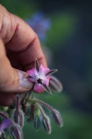 Borage Flower Seeds – Blue & Pink for Planting