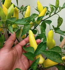 Semillas de chile picante tailandés – Para plantar