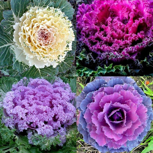 キャベツの種 - カラフルな植物の種