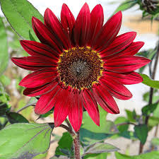 Sunflower Seeds for Planting Red