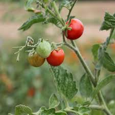 Tomato Seed Collection for Planting – Heirloom, Non-GMO, High Yield, Harvest Variety