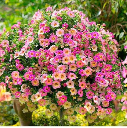 Petunia Flower Seeds for Planting
