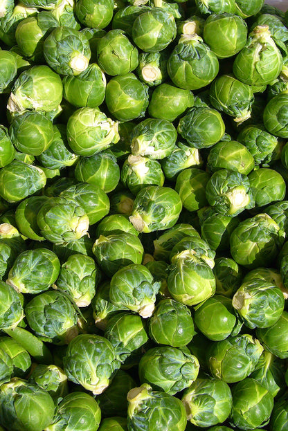 Graines de choux de Bruxelles - Jardin intérieur et extérieur