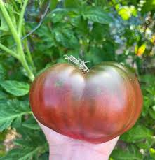 Graines de tomate Cherokee Purple - Haute germination