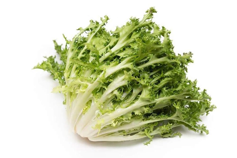 Semillas de achicoria - Semillas de verduras para jardín en casa