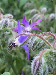 Borage Flower Seeds – Blue & Pink for Planting