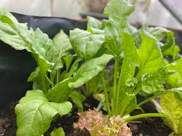 Gartenfrische Spinat Samen