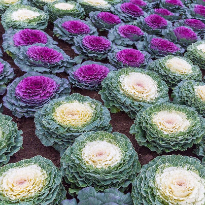 Graines de chou - Graines de plantes colorées