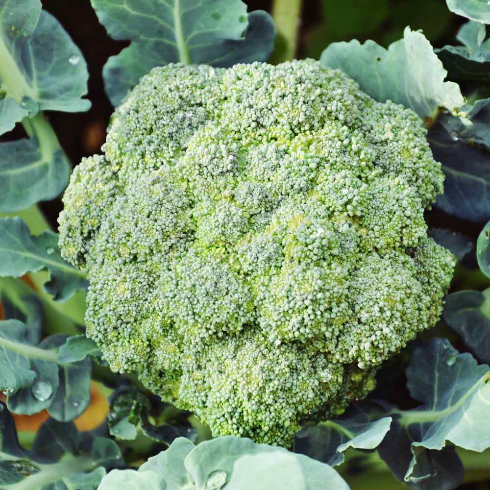 Semi di broccoli – Varietà Calabrese tradizionale, Non-OGM