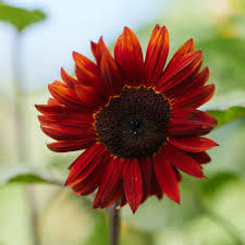 Sunflower Seeds for Planting Red