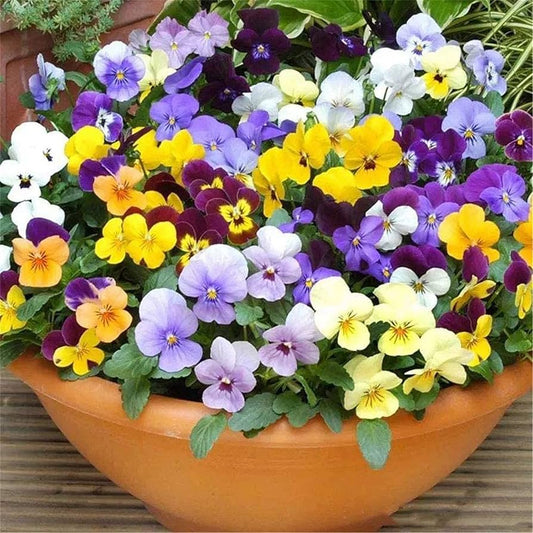 Johnny Jump Up Seeds – Mixed Colors for Planting