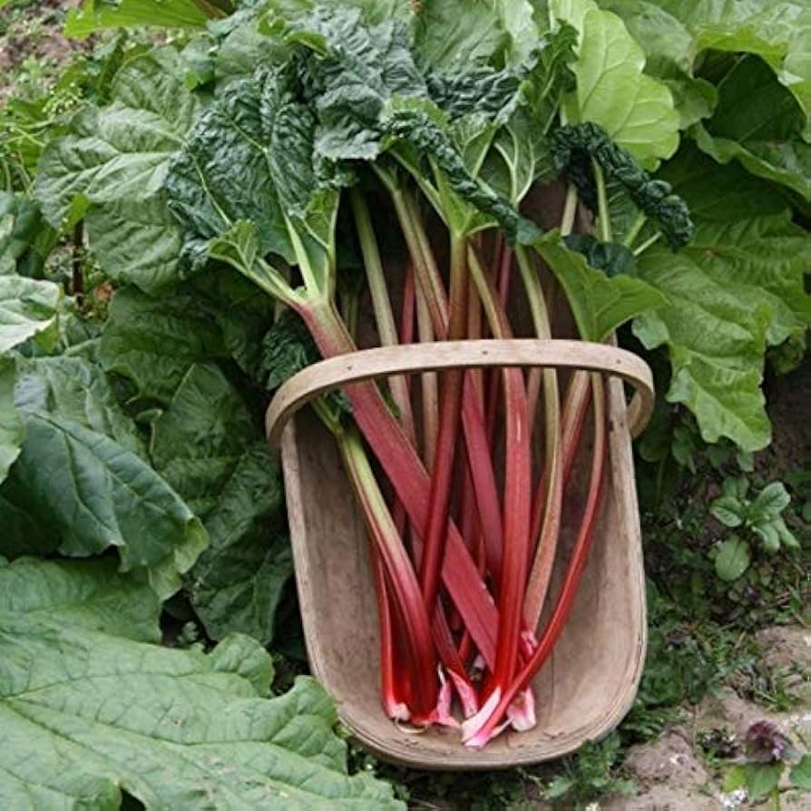 rhubarb seed planting Rhubarb Seeds for Planting – Heirloom, Non-GMO, Easy to Grow, Perennia – Pure Asia Seeds