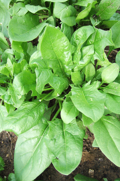 Gartenfrische Spinat Samen
