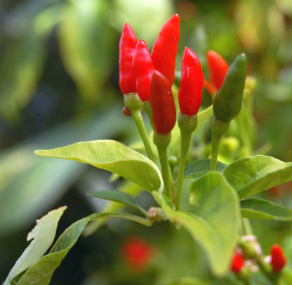 Semillas de chile picante tailandés – Para plantar
