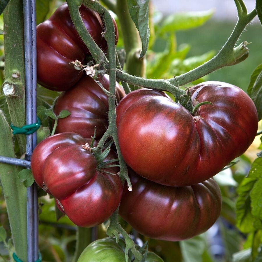 Graines de tomate Cherokee Purple - Haute germination