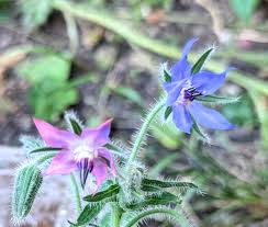 Borage Flower Seeds – Blue & Pink for Planting