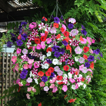 Petunia Flower Seeds for Planting