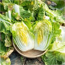 Cabbage Seeds for Planting Chinees Napa Lettuce seeds
