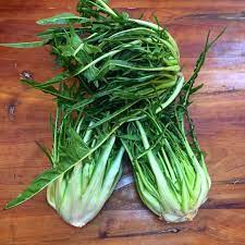 Semillas de achicoria - Semillas de verduras para jardín en casa