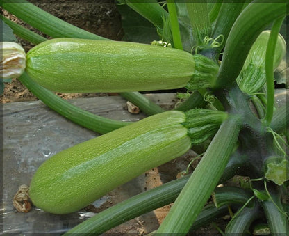 Zucchini Samen - Erbstück Samen zum Pflanzen