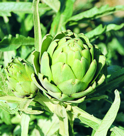 Semi di carciofo - Orto domestico
