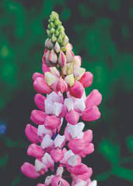 Lupine Wildflower Seeds pink & white