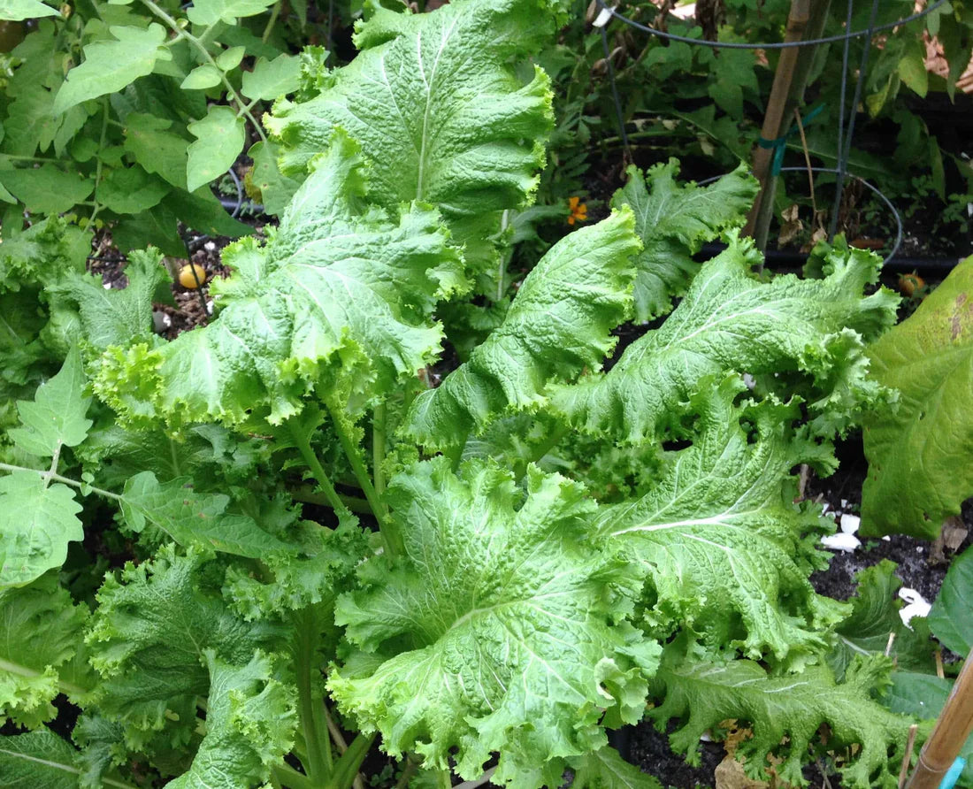 Green in the Snow Mustard Vegetable Seeds