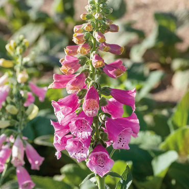 Foxy Mixed Foxglove Seeds