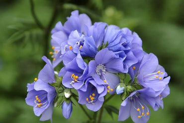 Jacob's Ladder 'Purple Rain' Flower  Seeds