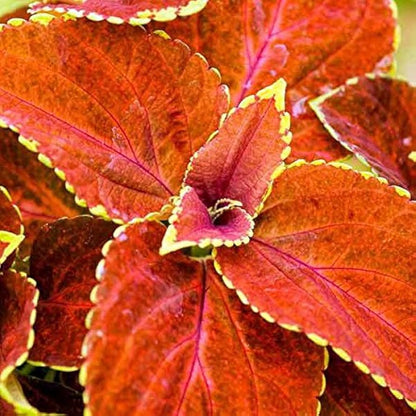 Coleus Fairway Orange Herb Seeds