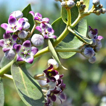 Purple Calotropis Gigantea Flower seeds for Planting - Pollinator Friendly, Heirloom & GMO Free Seeds for Home Garden
 
 Sale