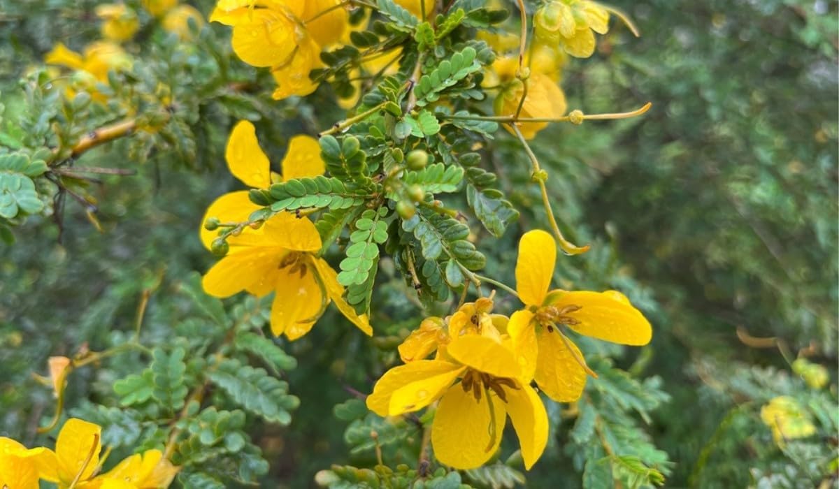 Cassia Occidentalis Flower seeds for Planting Vibrant Colors Heirloom & GMO Free Seeds for Home Garden 
 
 Sale for planting in home garden