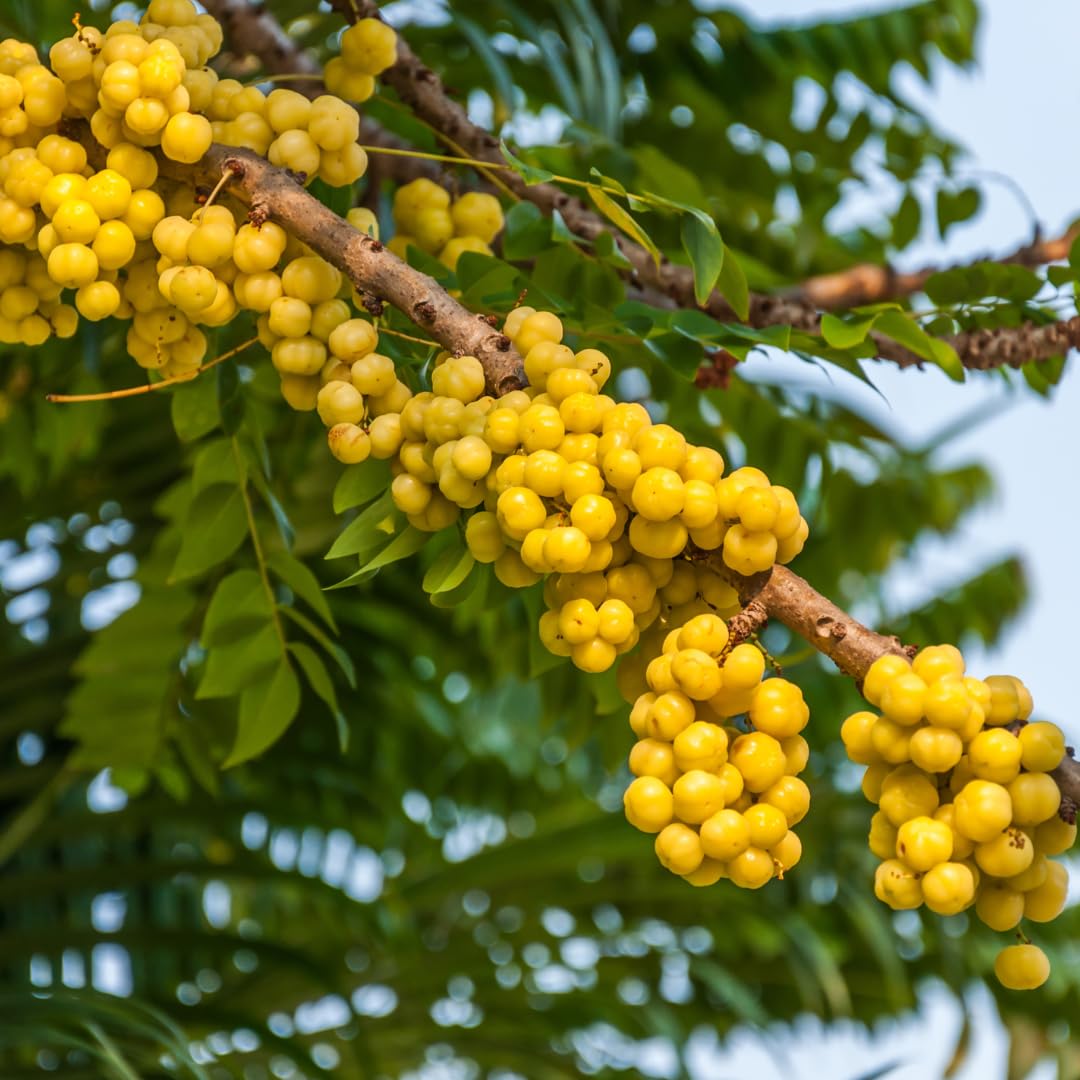 Tahitian Gooseberry Fruit Seeds