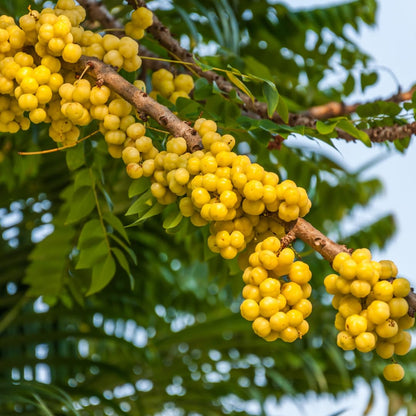 Tahitian Gooseberry Fruit Seeds