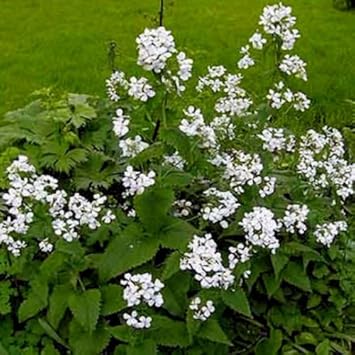 White Lunaria Rediviva Flower seeds for Planting - Premium Quality, Heirloom & GMO Free Seeds for Home Garden
 
 Sale for planting in home garden.