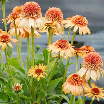 supreme flower seeds Echinacea Supreme Cantaloupe Flower Seeds for Planting – Heirloom, Non – Pure Asia Seeds