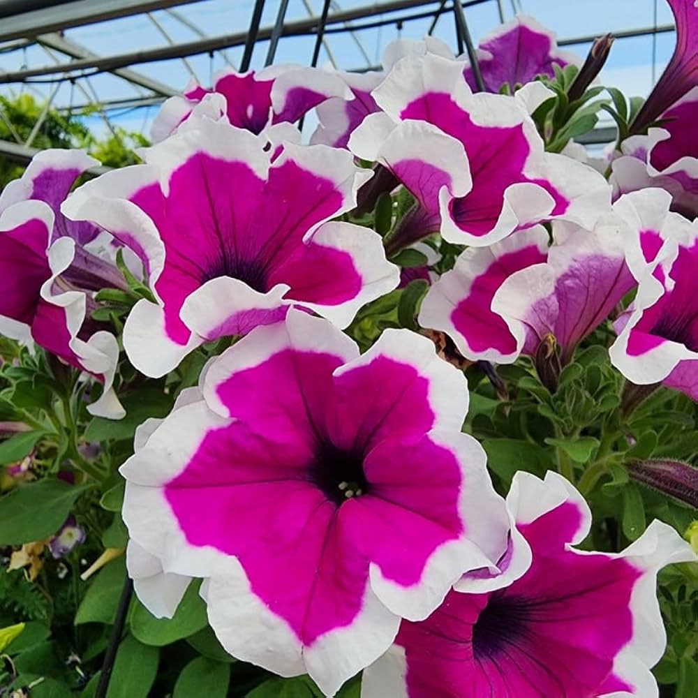 植え付け用紫と白のペチュニアの花の種 - 庭の人気品種、伝統種で遺伝子組み換えなしの家庭用庭園種